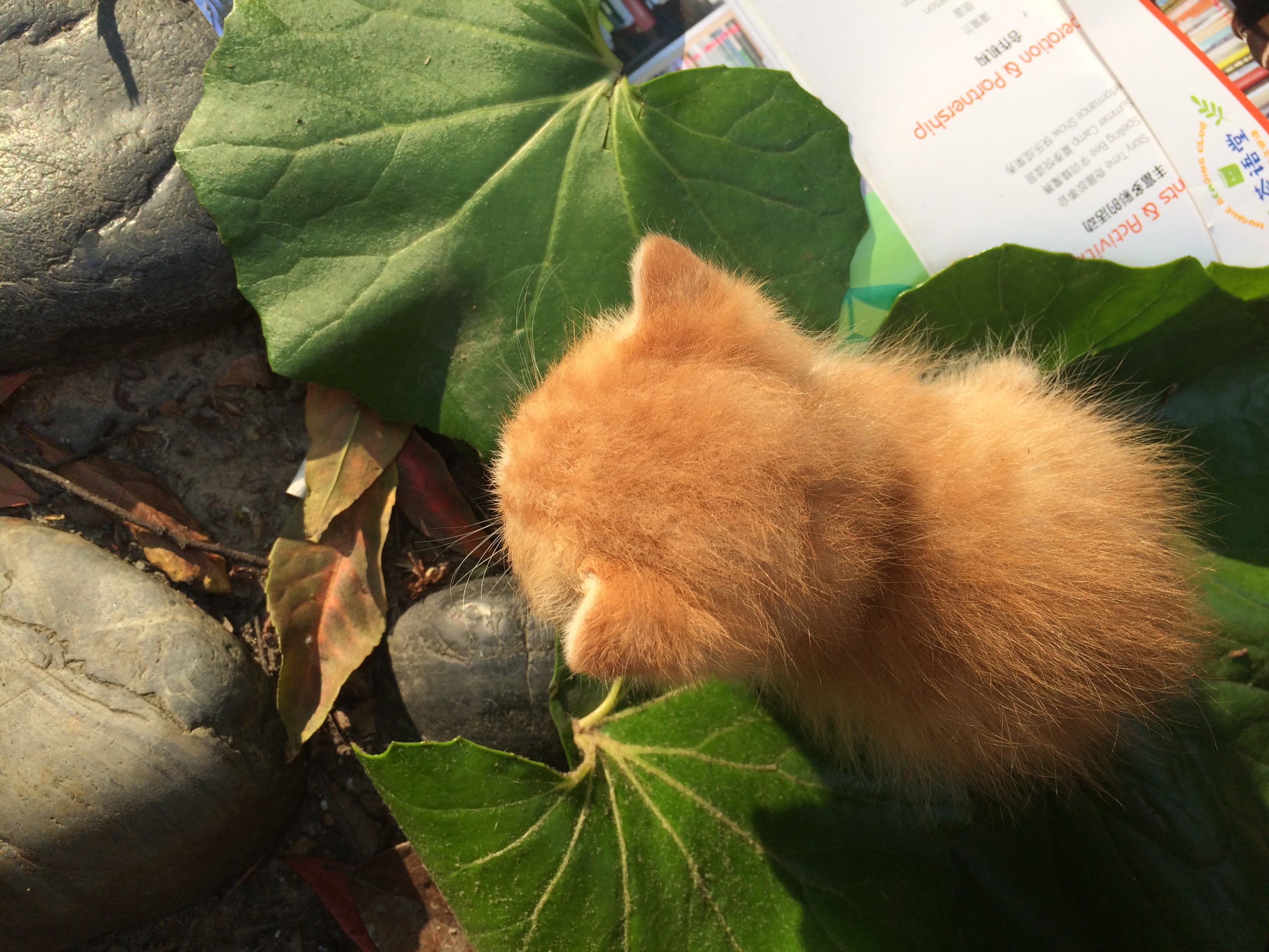cat